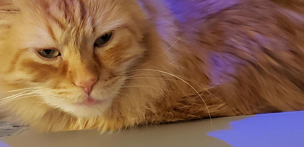 blep